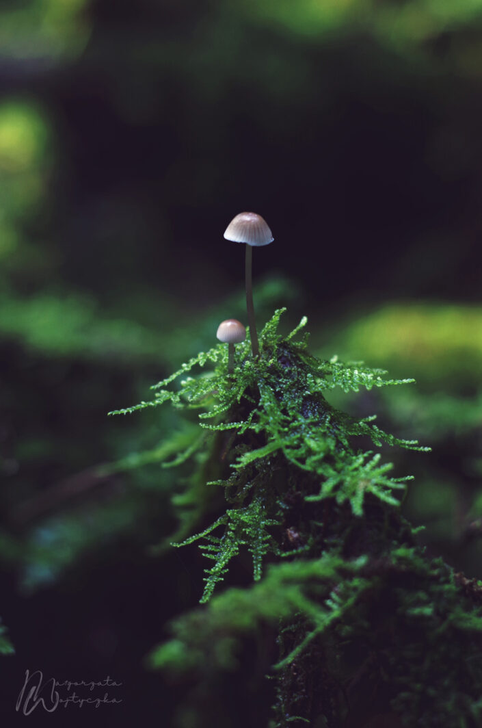 Fotografia przyrodnicza, grzybek