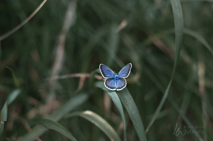 Modraszek motyl, fotografia przyrodnicza